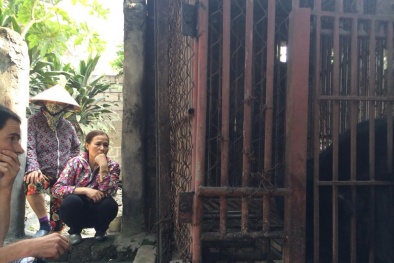 Cứu hộ thành công thêm 8 con gấu tại Quảng Ninh 