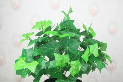 Kỹ thuật trồng cây thường xuân đẹp nhà, giải độc không khí