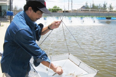 Ông nông dân có thu nhập 'khủng' 30 tỷ đồng/năm