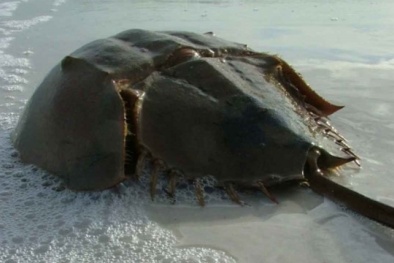 Phân biệt sam biển và so biển nhanh chóng