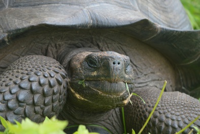 Phát hiện loài rùa khổng lồ mới nặng tới 250kg tại Ecuador 