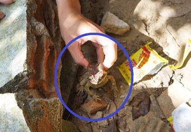 Ăn cóc chiên giòn, 3 anh em nhập viện tức thì