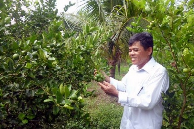 Bán lá chanh ăn gà luộc sang Tây thu triệu đô