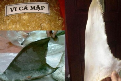 Vi cá mập tươi: Cẩn thận thần dược thành độc dược!