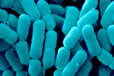 Phát hiện cách nói chuyện bí mật của các 'vi khuẩn'