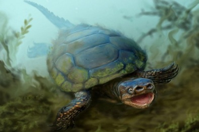 Phát hiện loài rùa mũi lợn kỳ lạ nhất từ trước tới nay