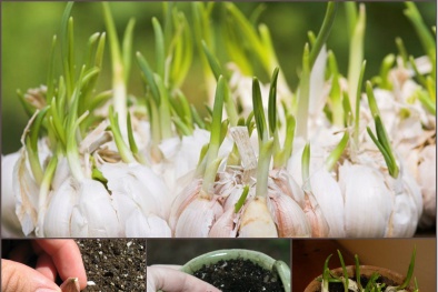 Học cách trồng tỏi tại nhà cho củ tươi ngon quanh năm