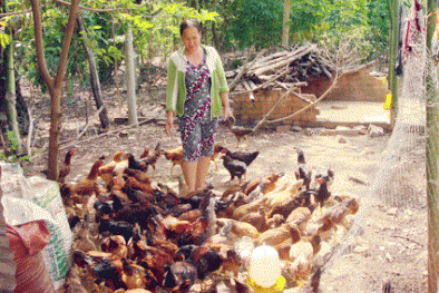 Kỹ thuật chăn nuôi về vệ sinh phòng bệnh cho gà thả vườn