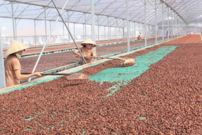 Nâng cao chất lượng chocolate xuất khẩu bằng chương trình UTZ