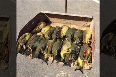 Trung Quốc: Đàn chim kim oanh mỏ đỏ ‘rủ nhau’ tự sát tập thể