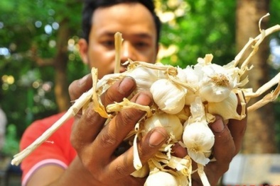 Giải cứu tỏi Lý Sơn: Có hay không tỏi 'nhái'?