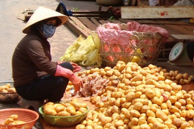 Mạnh tay cấm khoai tây Trung Quốc ‘đội lốt’ Đà Lạt