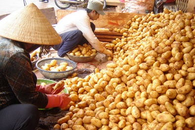 Đà Lạt cấm khoai tây Trung Quốc vào chợ: Biện pháp rất nguy hiểm?