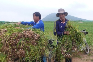 Hành, tỏi Lý Sơn có cần cứu giúp ?