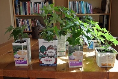 Cùng trẻ trồng rau trong hộp sữa đơn giản lại cực tươi ngon