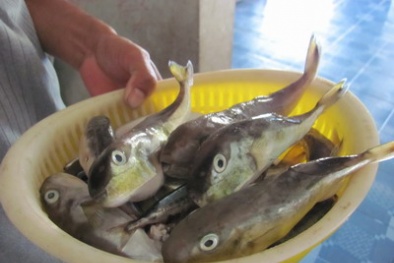 Ăn cá nóc hấp sả, cả nhà nhập viện