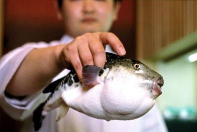 Nhận biết cá nóc độc hại, nguy hiểm chết người