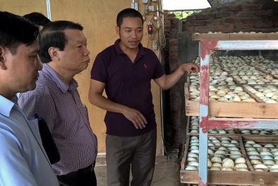 Gã chăn vịt trời và tham vọng thành 'triệu phú đô la'