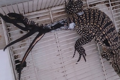 Phát hiện thằn lằn 6 đuôi ‘độc nhất vô nhị' trên thế giới