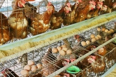 Thịt bẩn, chất cấm 'quật ngã' ngành chăn nuôi khi vào TPP?