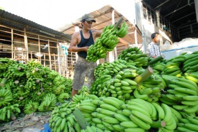 Bình Dương: Tiêu hủy 200kg chuối ngâm thuốc diệt cỏ