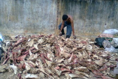 Gần 10 tấn xương thối lúc nhúc giòi suýt thành bột nêm thượng hạng