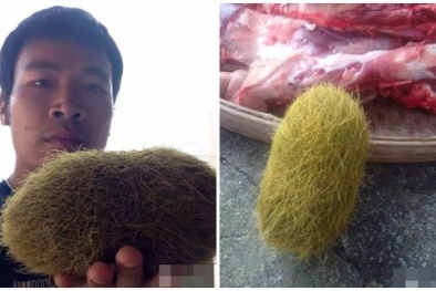 Giật mình 'quả trứng lạ' có thể trị giá tới 21 tỷ trong bụng con lợn nái 
