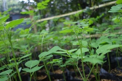 Bí kíp trồng cây chùm ngây một lần, ăn quanh năm