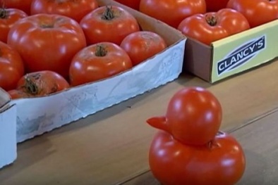 Mục sở thị quả cà chua đột biến hình vịt con