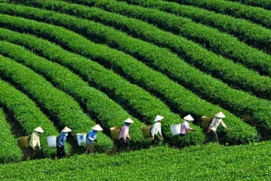 Hơn 2.000 tấn chè Ô Long thượng phẩm 'nức nở kêu cứu’ 