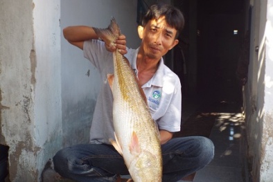 Được lộc trời cho vì câu được cá lạ nghi cá Sủ vàng