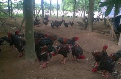Bảo bối truyền đời của tỷ phú gà Bắc bộ