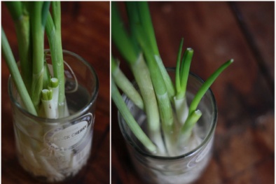 Kỹ thuật trồng hành lá thủy canh cho năng suất cao nhất