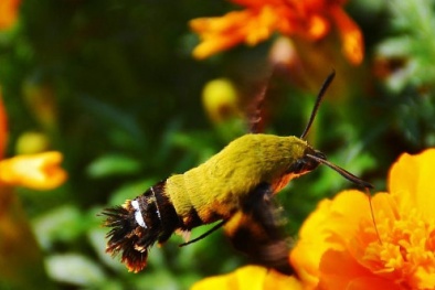 Phát hiện loài bướm lai chim ruồi '4 trong 1' cực hiếm ở Trung Quốc 