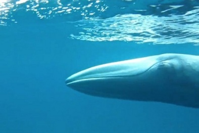 Cá voi quý hiếm nhất hành tinh lần đầu xuất hiện