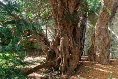Cây đại thụ già nhất nước Anh bất ngờ 'chuyển giới' sau 3000 năm