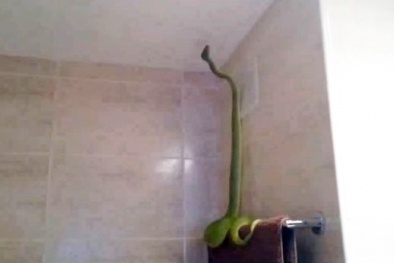 Hoảng hồn phát hiện rắn khổng lồ 'đứng' thẳng tắp trong nhà