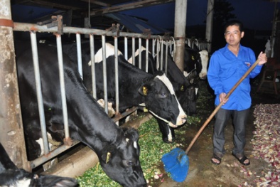 'Triệu phú' bò sữa xứ rau lập nghiệp từ hai bàn tay trắng