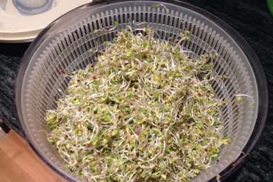 Bật mí cách trồng giá đỗ mập mạp, an toàn chỉ trong 4 ngày