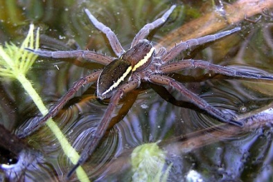 Loài nhện khổng lồ ăn cá xâm lấn nước Anh 