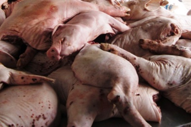 Ngăn chặn 3 tấn thịt, mỡ lợn bốc mùi hôi thối sắp lên bàn ăn