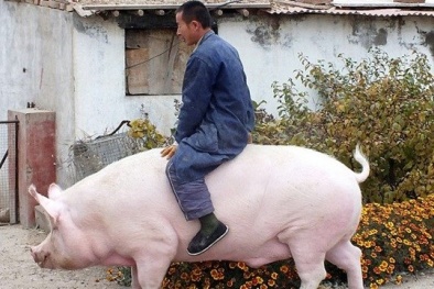 Kỳ lạ người nông dân nuôi lợn “khủng” để làm phương tiện… di chuyển