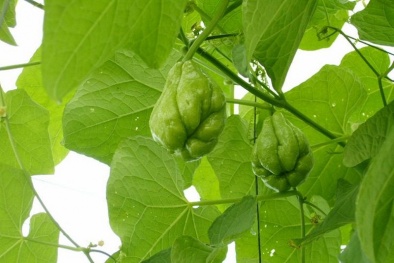 Trổ tài trồng su su sai trĩu quả ngay trên sân thượng nhà phố