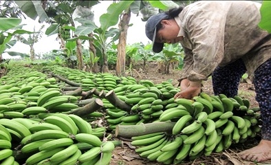 Dùng thuốc diệt cỏ ngâm chuối và khí đá để làm chín chuối 