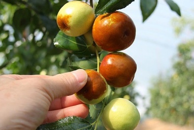 Táo dại Hàn Quốc thâm xỉn như thối giá 800 ngàn/kg ở Việt Nam