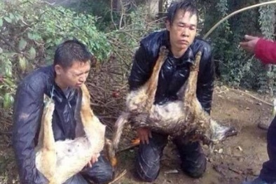Hai trộm chó bị bắt đeo xác chó quỳ lạy