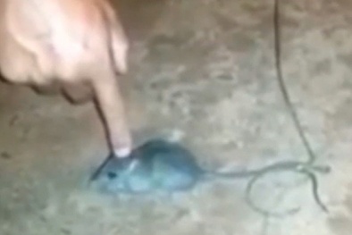 Brazil: Huấn luyện chuột ‘chuyển phát nhanh’ ma túy trong tù