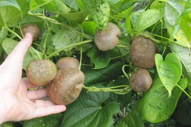 Lạ lùng giống khoai tây dưa leo mọc thành trái