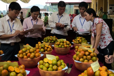 Lạng Sơn: Nâng cao năng suất chất lượng trái cây từ đẩy mạnh ứng dụng KH&CN