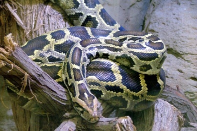 Ăn nhầm thịt con nưa, gia đình 5 người nhập viện cấp cứu